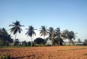 cocotier